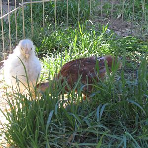 Having fun in our chickie pen so the big girls dont get us