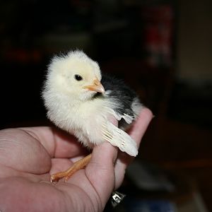 Chick 6