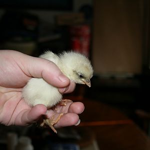 Chick 16