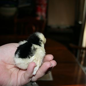 Chick 20
