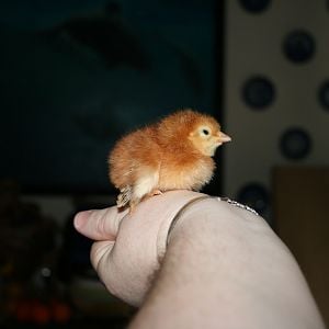 Chick 23