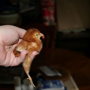 Chick 26