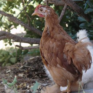 Our Red Cochin Bantam "Montag"