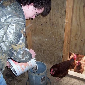 Feeding the chickens