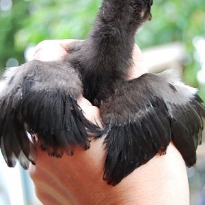Katarra wings spread