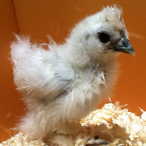 My Baby Silkie!! Oh and anybody have any suggestions for a name photo(3).JPG