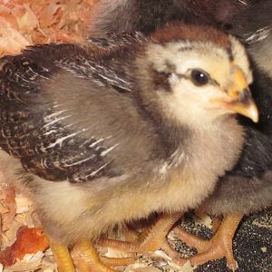 Two weeks old today.