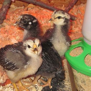 The crew at 2 weeks old.