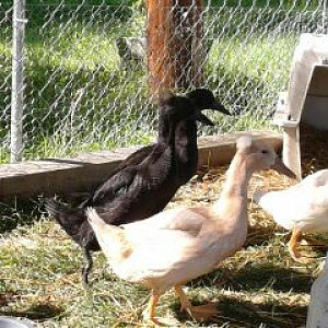 George is the upright Black Crested Runner duck...Poppyin the front...supposed to be a runner...not so upright!