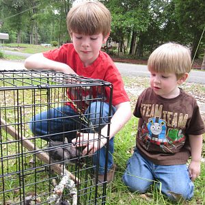 The boys and the chicks.  They belong to the oldest, but the little one loves them just as much!