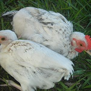 Both King and Queen together. <3 (both still 4 months old)