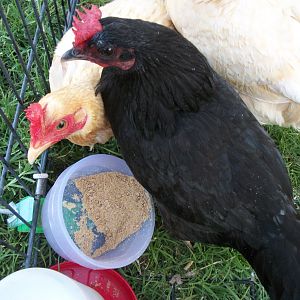 Trade Hens