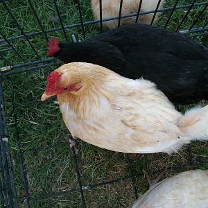 Trade Hens