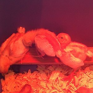 Golden Comet Chicks under red brooder light

Chicks sleep weird