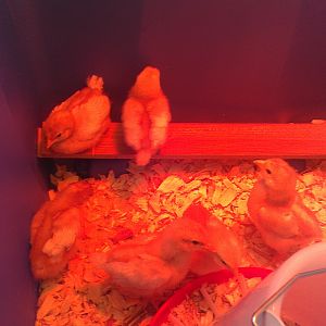 Golden Comet Chicks under red brooder light