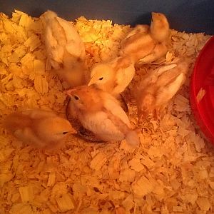 Golden Comet Chicks