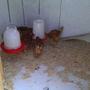 Golden Comet Pullets

Inside coop