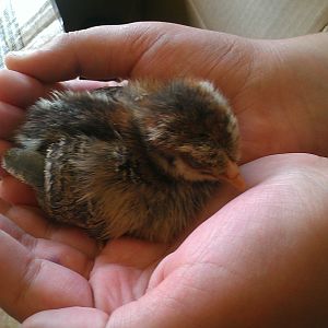 Ameraucana Chick