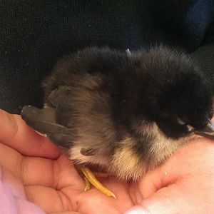 Black Australorp Chick