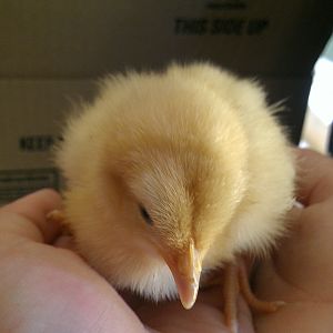 Buff Orphington Chick