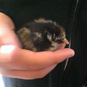 Silver Laced Wyandotte Chick