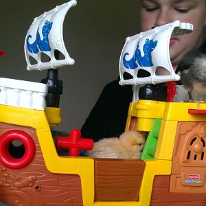 Chick Pirates