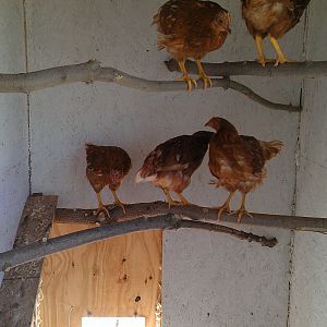 Golden Comet Pullets

Roosts