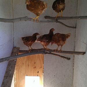 Golden Comet Pullets

In coop