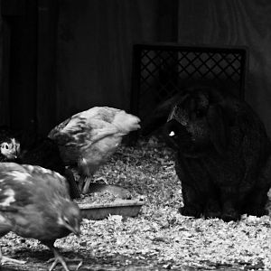 This is one of my other "roosters" that guards the flock. His name is Jack, and he's an adopted rabbit of mine! :)