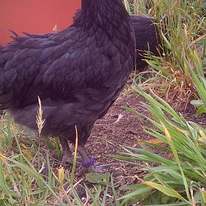 Pearl-20120522-00227.jpg