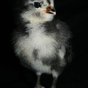 Black Ameraucana chick - 5 days old