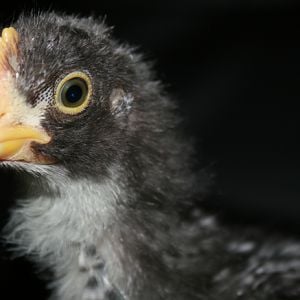 Cuckoo Marans Cockerel - 4 weeks old