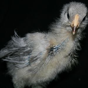 Blue Silkied Ameraucana chick - 4 weeks old