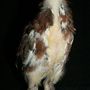 Russian Orloff Chick - 4 weeks old