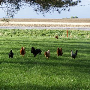 Roaming the yard looking for bugs...black sumatra rooster in middle with his ladies.
