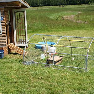 Old hoop style greenhouse, covered in chickenwire for the chicks to range in, separate from the bigger chickens.