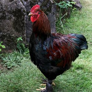 A friend's young cockerel....she thinks BCM....thoughts?