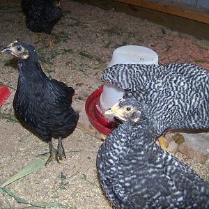 My Barred Rocks all "four" of them. My little black one is no longer a barred rock :)