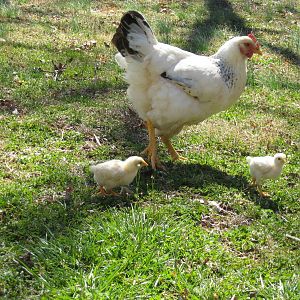 Baby Delaware Chicks and Mom 012.JPG
