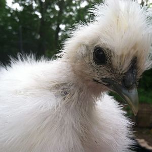 I have two Silkies that look like this and I am thinking girls.
