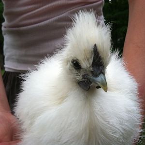 I have one silkie like this and I am thinking Roo