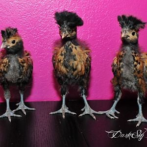 Growing up is awkward, Polish chickens, middle chick 1 month old today, outside chicks 1 month old tomorrow.