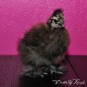 Finally our lil silkie chick is growing...too bad its only part of him growing. Apparently the growth spurt forgot to occur in the head. @9wks