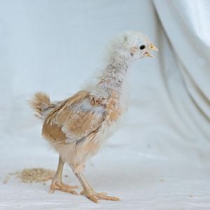 Golden Sex Link chick, about three weeks old.