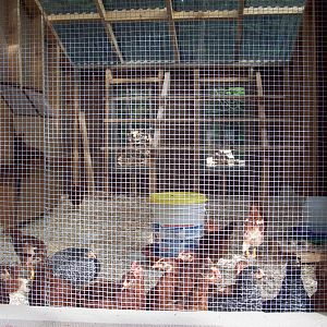 A view of the inside. You can see the 3 roosts in the back that are 5 foot long.  To the left are the nest boxes my husband built into the wall.  They are covered now to keep the terrorists out.  You can see them in the front.  My bucket feeder with the yellow top.  All the lumber you see on the walls, under the floor and the base was cut by dh using a chainsaw sawmill on the trees we dropped last fall.