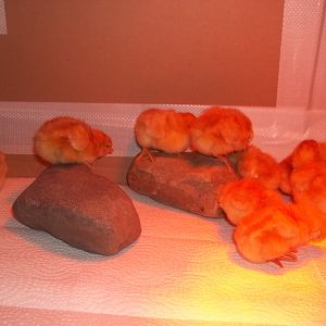 They love their rocks! They actually fight over who gets to stand on them! & they will push each other off!! lol
So cute!