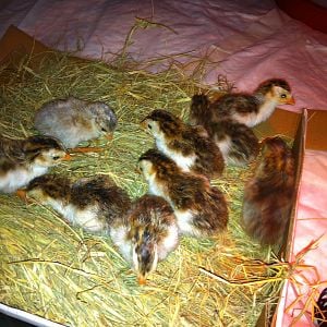 10 keets in the brooder