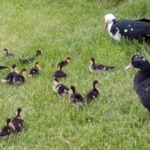 Muscovy Ducks, Two Moms (white head), Two 2 month olds, and several of about 32 babies they help raise together.