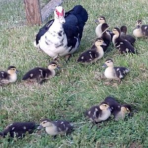 A 2 year old mom with her babies. You can see the one at the bottom left snapping a white fly. I don't know how they see them, they are so small, but they just walk around snapping up flies, its really fun to watch.
