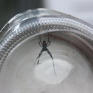 Northern Black Widow - Male (belly)